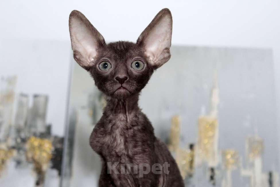 Кошки в Москве: шоколадный котик к резервированию Мальчик, 80 000 руб. - фото 6