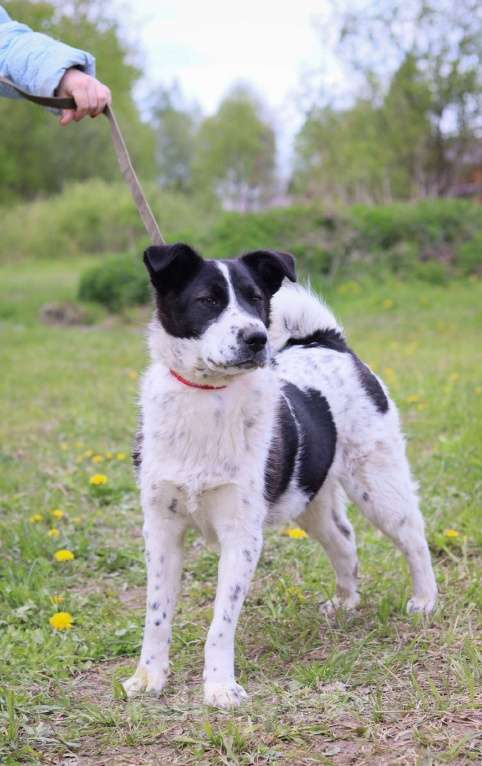 Собаки в Москве: Виви нужен дом  Девочка, Бесплатно - фото 3