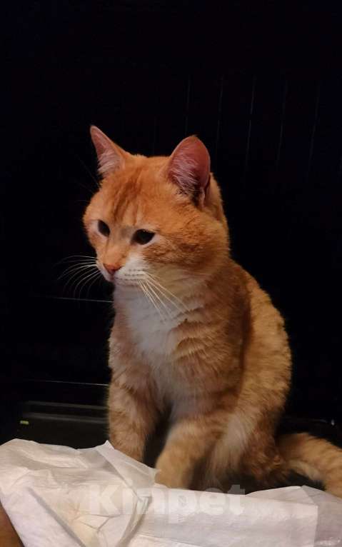 Кошки в Пушкино: Сахарок ищет дом! Мальчик, Бесплатно - фото 8