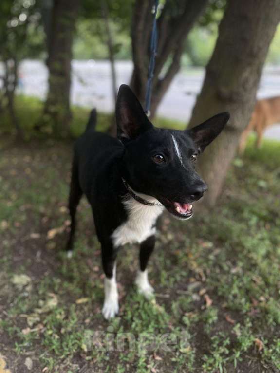 Собаки в Москве: Пес Малыш в дар на радость и счастье!)) Мальчик, Бесплатно - фото 10