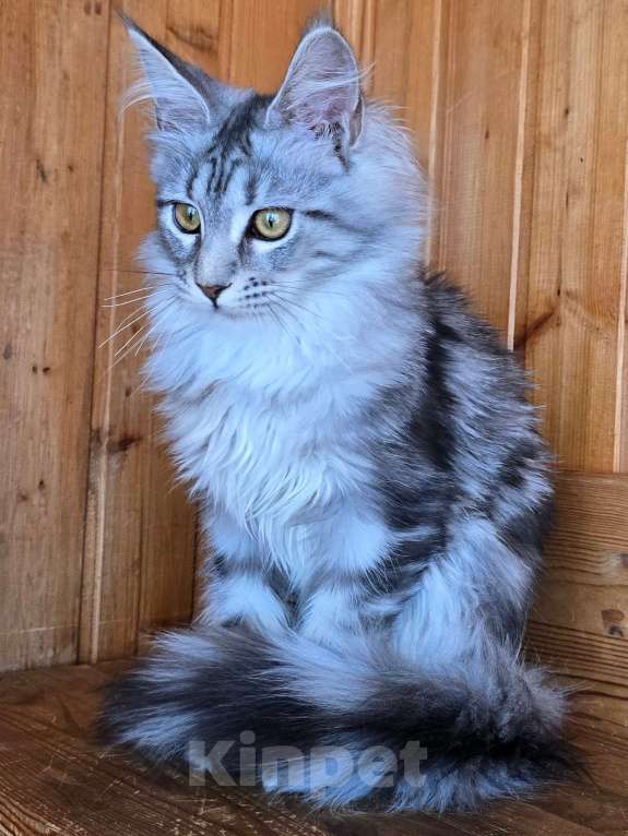 Кошки в Москве: Кошечка Девочка, 1 руб. - фото 1