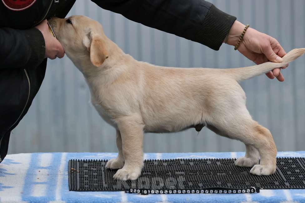 Собаки в Калуге: Палевый мальчик лабрадора высокого качества из питомника РКФ/FCI Мальчик, Бесплатно - фото 2