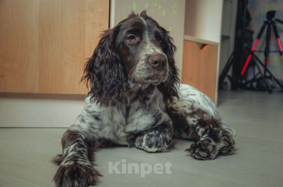 Собаки в Санкт-Петербурге: Русский спаниель в добрые руки Мальчик, Бесплатно - фото 9
