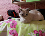 Кошки в Балашихе: Британские котята  Девочка, 10 000 руб. - фото 3