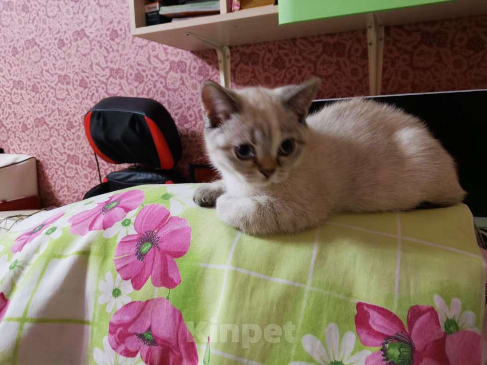 Кошки в Балашихе: Британские котята  Девочка, 10 000 руб. - фото 3