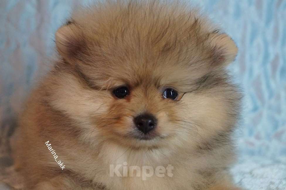 Собаки в Жуковском: Шпиц щенок  Мальчик, 35 000 руб. - фото 1