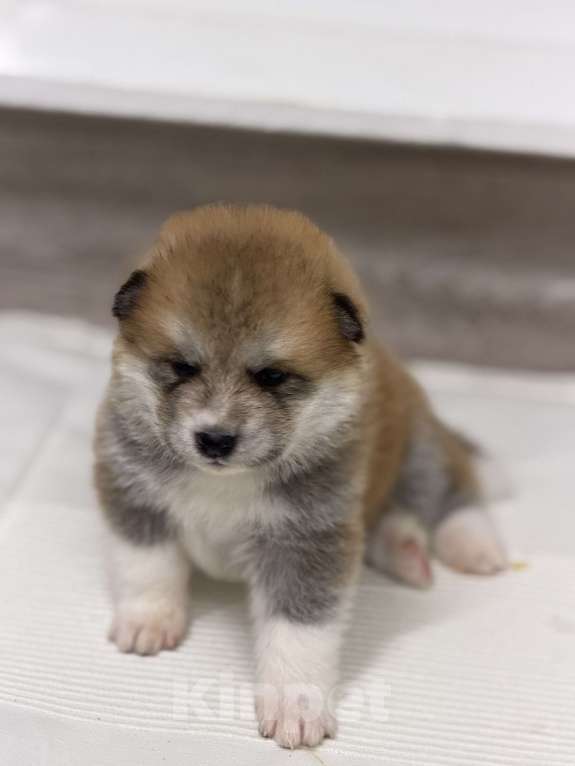 Собаки в других городах Ставропольского края: Продаю щенков Акита Ину Девочка, Бесплатно - фото 5