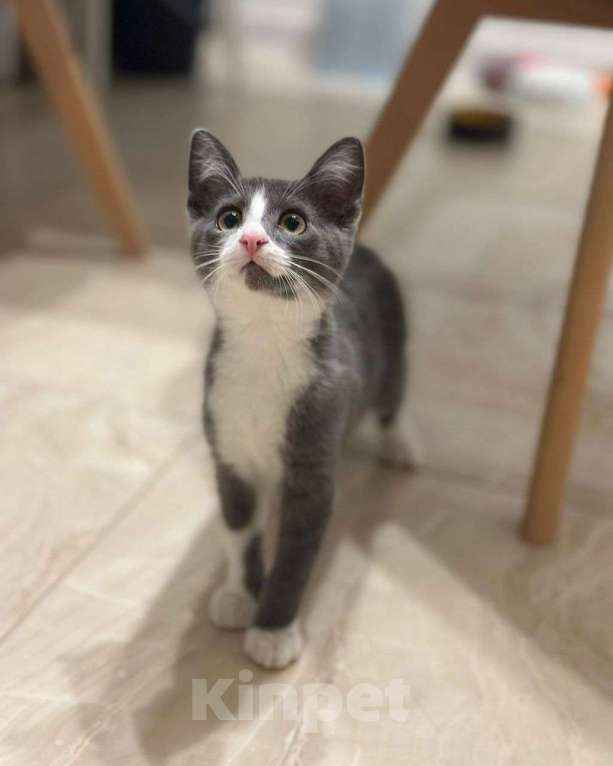 Кошки в Москве: Котенок мальчик голубого окраса в поисках своей семьи! Мальчик, Бесплатно - фото 3