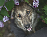 Собаки в Москве: Сага Девочка, Бесплатно - фото 3