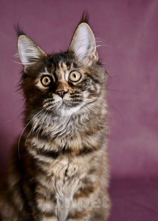 Кошки в Саратове: Мейн Кун Девочка, 50 000 руб. - фото 5