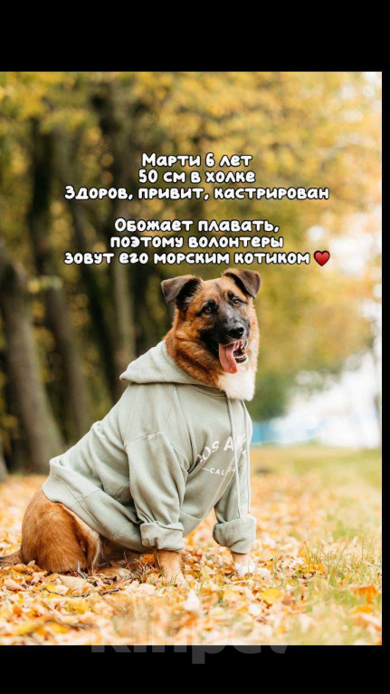 Собаки в Москве: Марти Мальчик, Бесплатно - фото 6