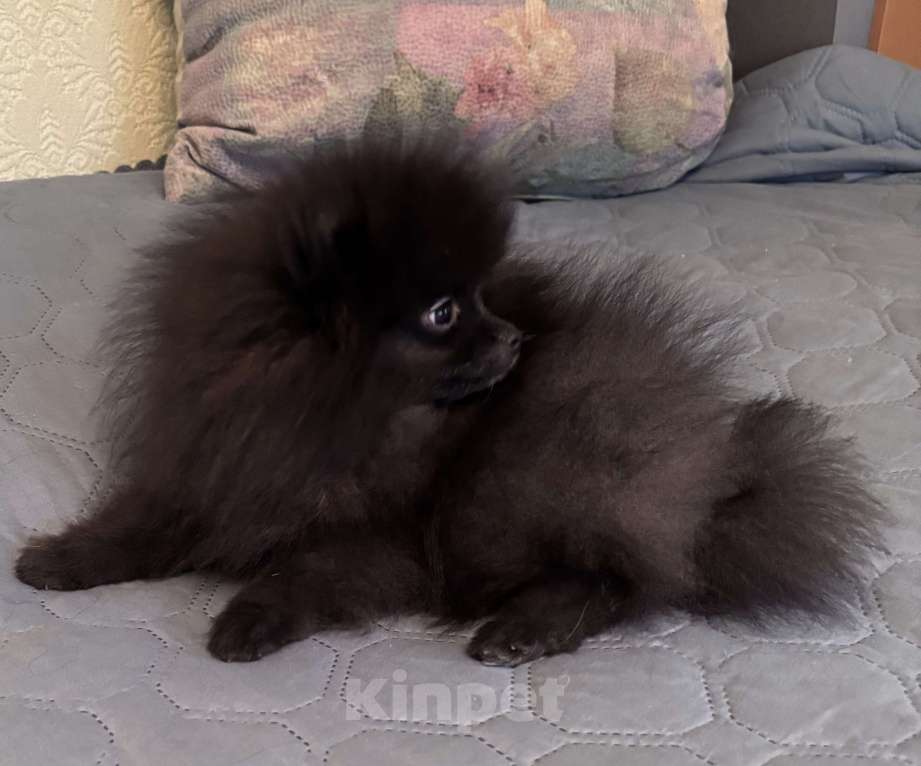 Собаки в Петергофе: Очаровашка мальчишка  Мальчик, 40 000 руб. - фото 3