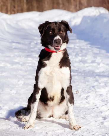 Собаки в Москве: Комета ищет семью Девочка, Бесплатно - фото 6