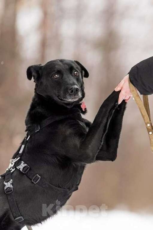 Собаки в Москве: Добрый пес Дрэйк в добрые руки. Мальчик, Бесплатно - фото 3