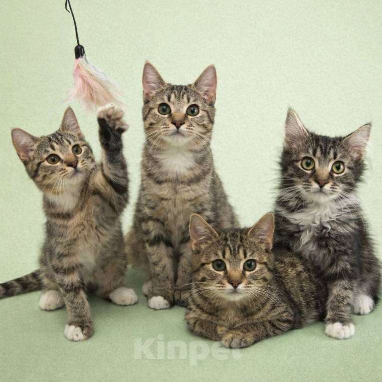 Кошки в Москве: Котята в добрые руки Разнополые, Бесплатно - фото 4