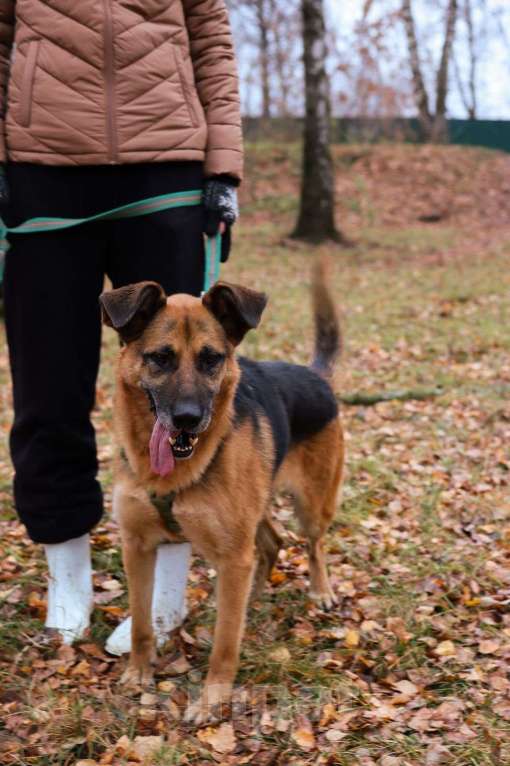 Собаки в Москве: Тася Девочка, Бесплатно - фото 2