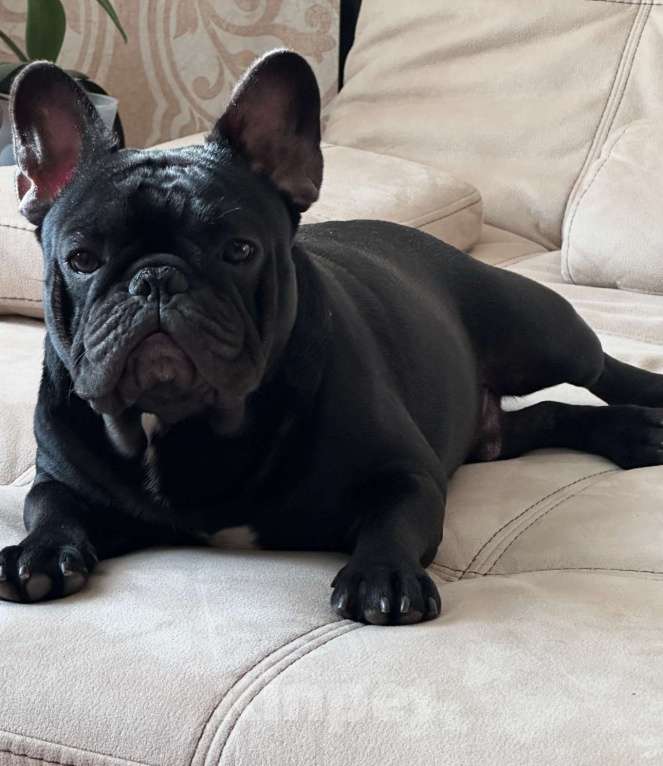 Собаки в Краснодаре: Вязка Тайсон  Мальчик, Бесплатно - фото 7