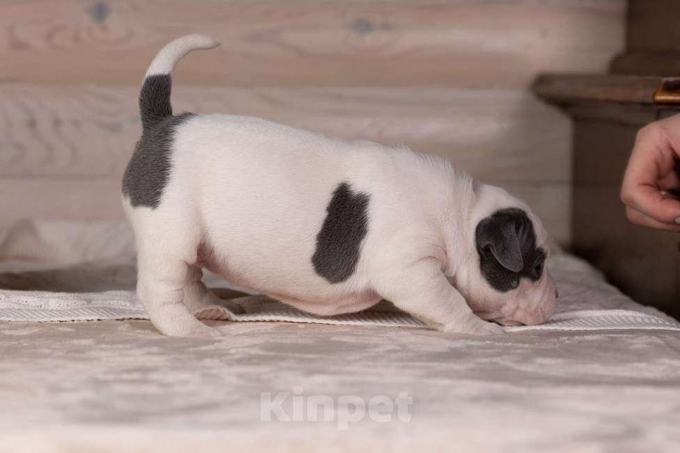 Собаки в Королеве: Американский булли стандарт Девочка, 150 000 руб. - фото 5