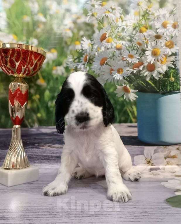 Собаки в Москве: Доступны для продаж щенок (кобель) 26.09.2024д.р от титулованных производителей.  Мальчик, 50 000 руб. - фото 9