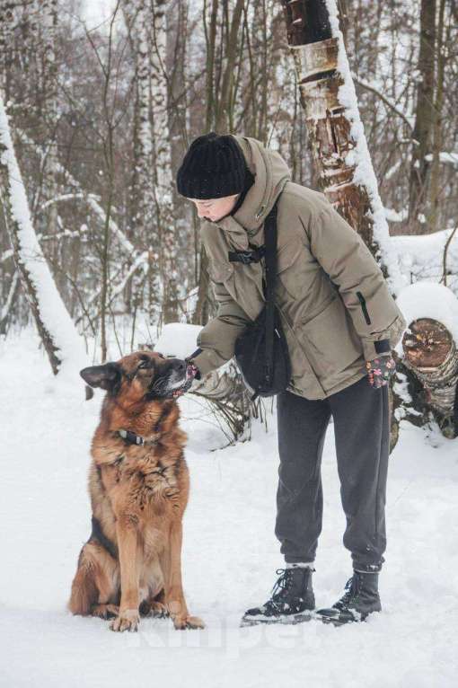 Собаки в Москве: Ярис ищет дом Мальчик, Бесплатно - фото 5
