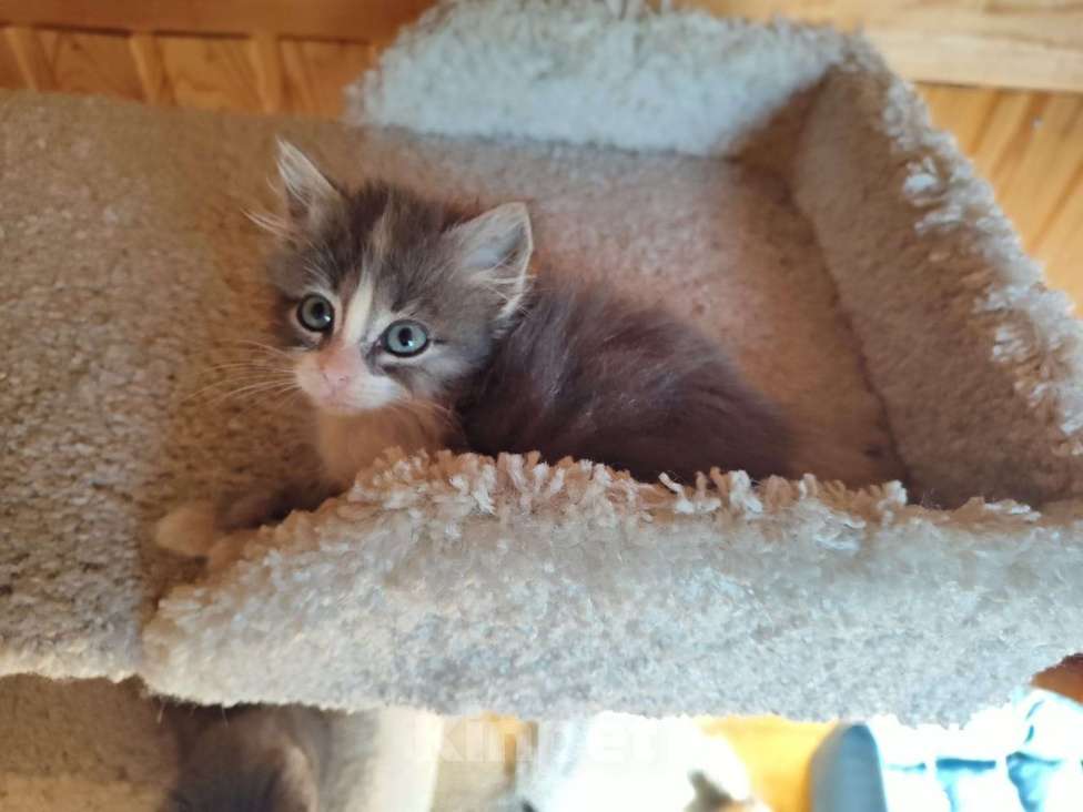 Кошки в Одинцово: много котят выбираем налетаем!  Девочка, Бесплатно - фото 3