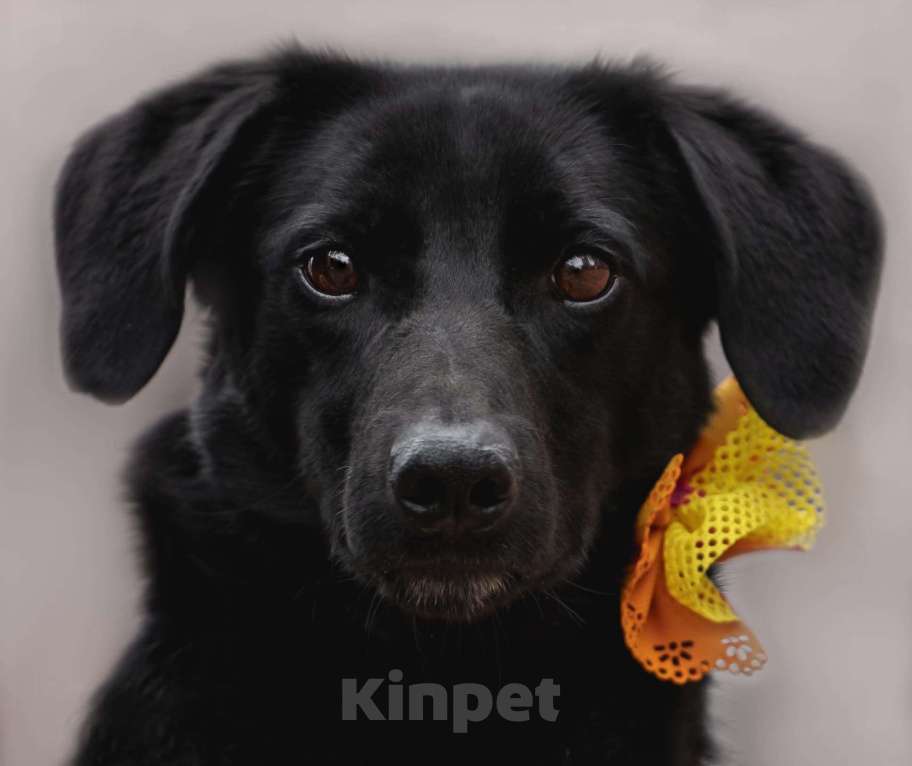 Собаки в Москве: Записка, дерево и брошенная такса — история Найды Девочка, Бесплатно - фото 3