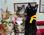 Кошки в Казани: Котята мейн-кун Разнополые, 20 000 руб. - фото 3