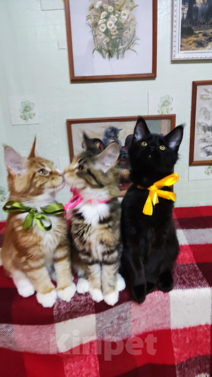 Кошки в Казани: Котята мейн-кун Разнополые, 20 000 руб. - фото 3