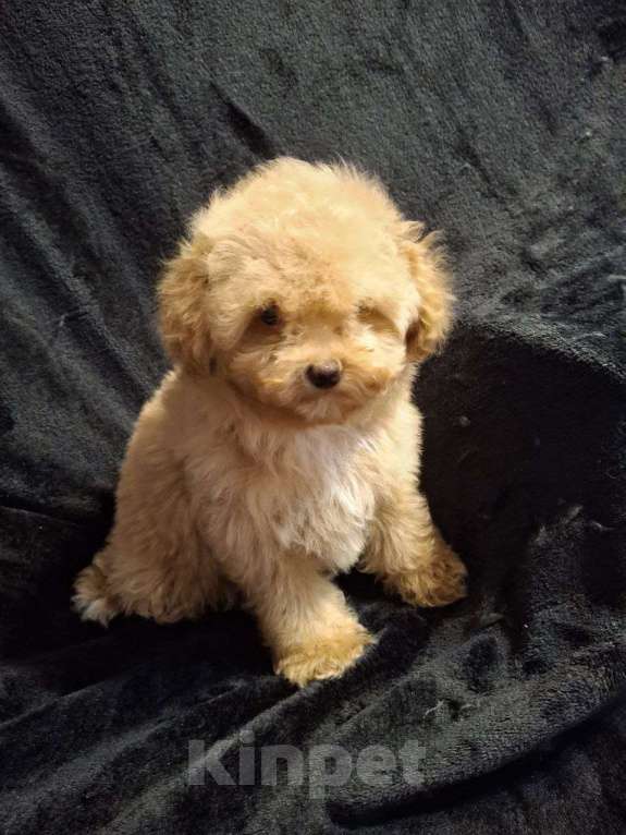 Собаки в Москве: Мини мальтипу f1 девочки Девочка, 65 000 руб. - фото 2