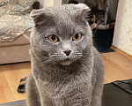 Кошки в Конаково: Пропал кот в Конаково СНТ Медик-1 Мальчик, 10 000 руб. - фото 1