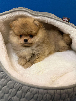 Померанский  шпиц-  Девочка  Куколка