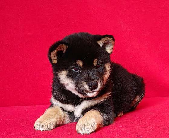 Собаки в Москве: Сиба ину. Мальчик. Мальчик, 50 000 руб. - фото 2