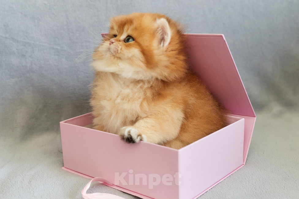 Кошки в Челябинске: Кошечка британская золотая шиншилла by12 Девочка, Бесплатно - фото 4