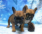 Собаки в Красноармейске: Щенки французкого бульдога Мальчик, 30 000 руб. - фото 4