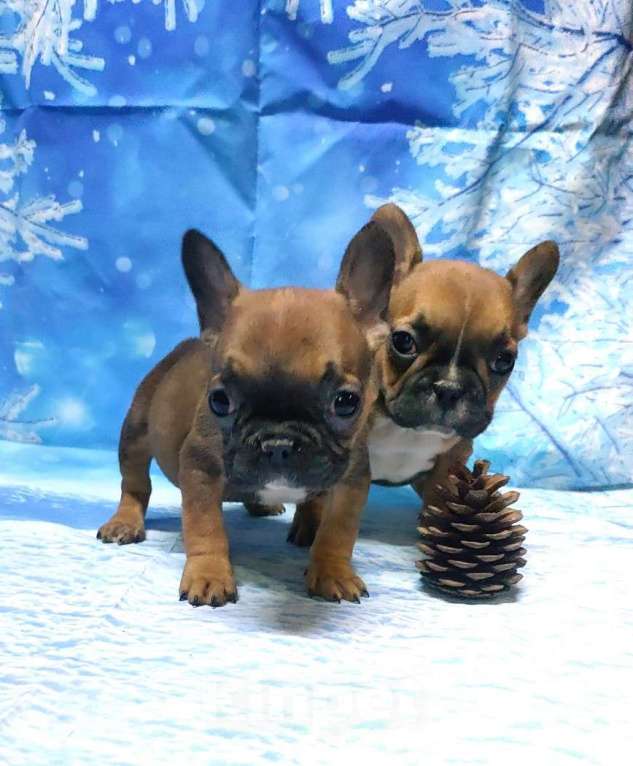 Собаки в Красноармейске: Щенки французкого бульдога Мальчик, 30 000 руб. - фото 4