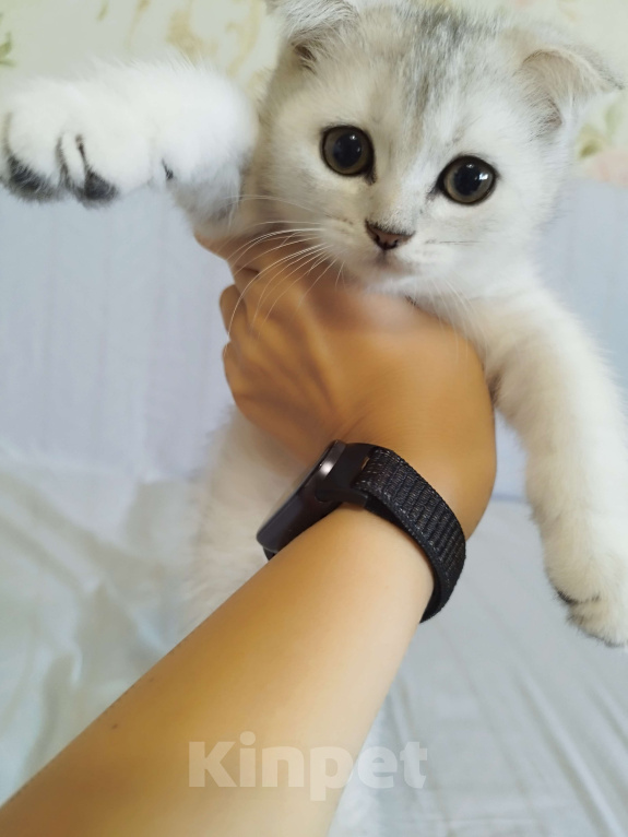 Кошки в Москве: Шотландские котята Девочка, 6 000 руб. - фото 2