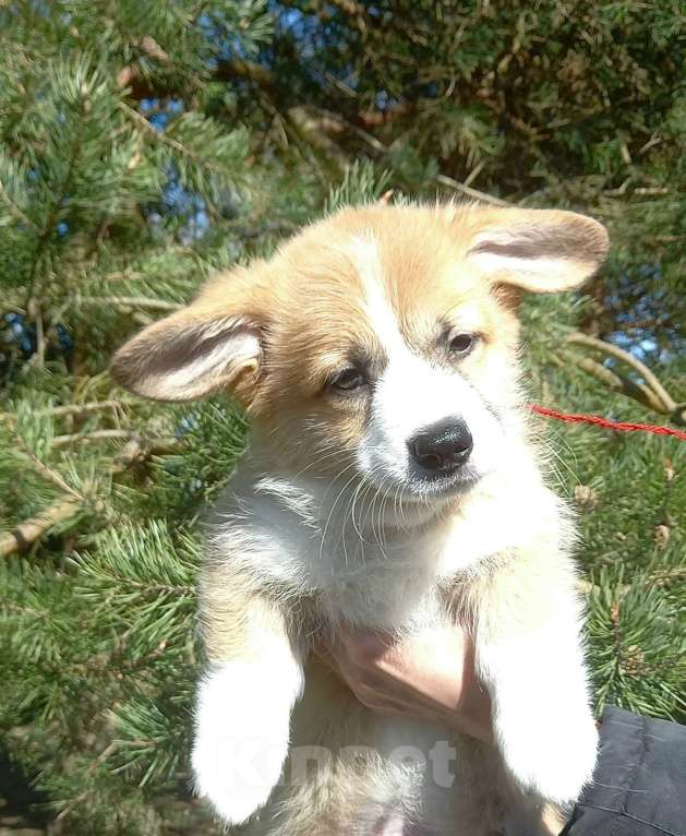 Собаки в Шуе: Щенок вельш корги пемброк Мальчик, Бесплатно - фото 2