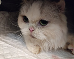 Кошки в Екатеринбурге: Кошка в добрые руки Девочка, Бесплатно - фото 1