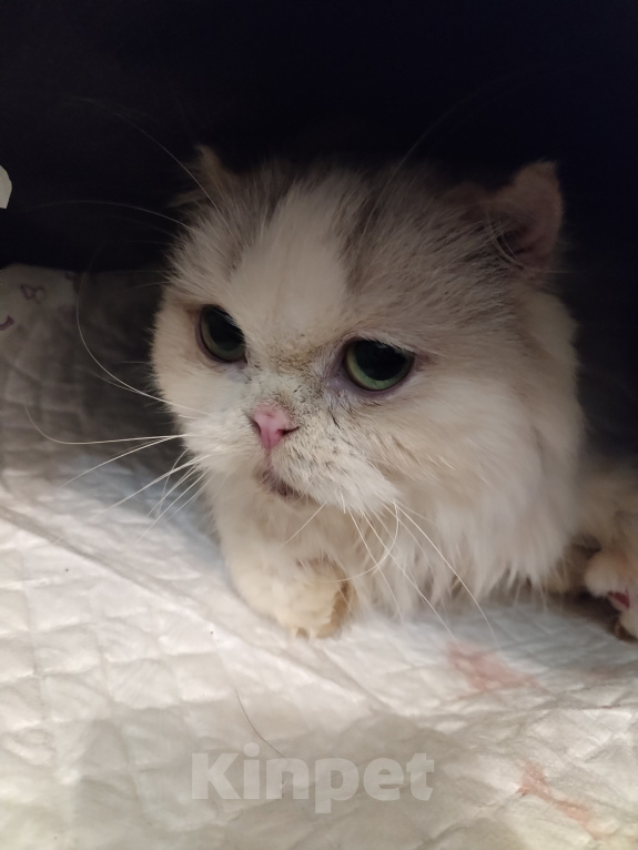 Кошки в Екатеринбурге: Кошка в добрые руки Девочка, Бесплатно - фото 1
