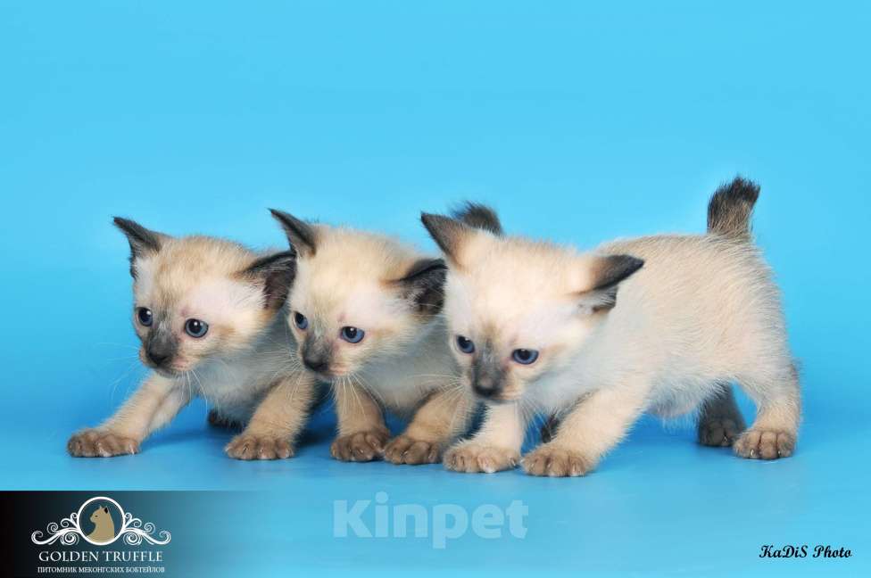 Кошки в Москве: Котята меконгского бобтейла Мальчик, Бесплатно - фото 3