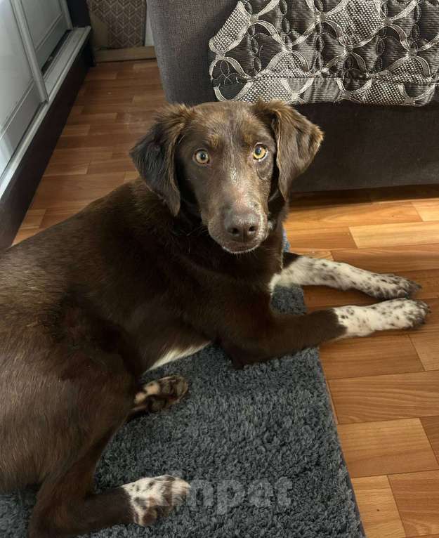 Собаки в Москве: Каштанка ищет дом или передержку Девочка, Бесплатно - фото 6