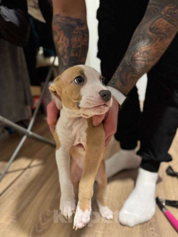 Собаки в Мытищах: Щенки американский булли Разнополые, 50 000 руб. - фото 4