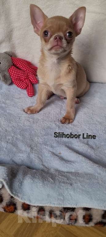 Собаки в Москве: Крутая Чихуахуа девочка Девочка, Бесплатно - фото 6