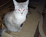 Кошки в Альметьевске: Потерялся кот  Мальчик, Бесплатно - фото 2