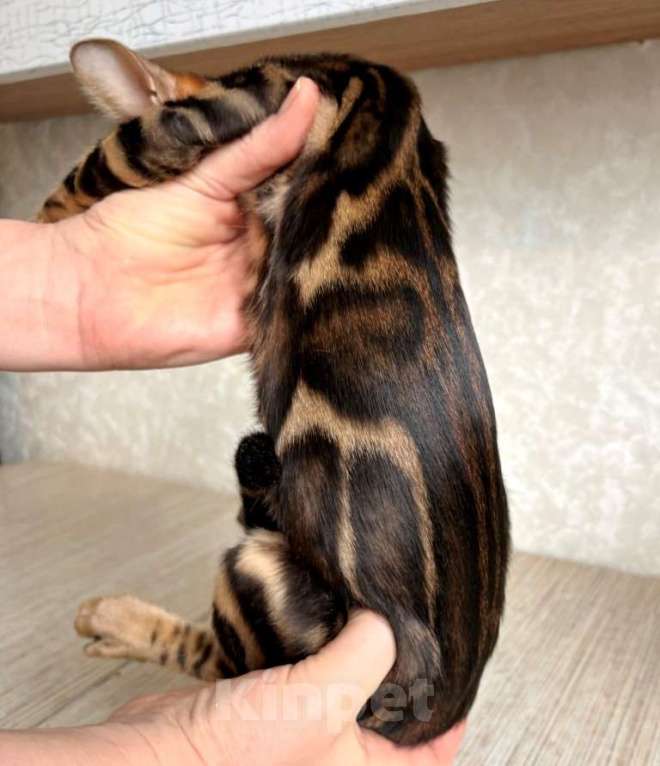 Кошки в Москве: Клубные бенгальские котята - мальчик Мальчик, 55 000 руб. - фото 1