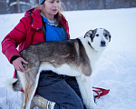 Собаки в Москве: Собака из приюта в добрые руки Девочка, Бесплатно - фото 6