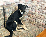 Собаки в Бронницах: Девочка 3 месяца Девочка, 1 руб. - фото 4