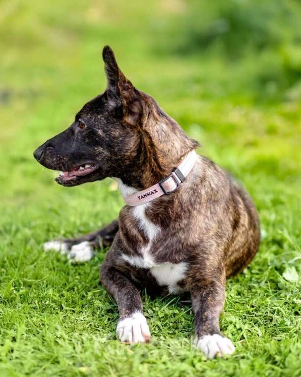 Собаки в Москве: Дора, девочка, 7 мес. ищет дом. Девочка, Бесплатно - фото 7