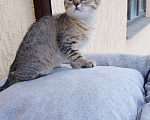 Кошки в Мытищах: Британский котёнок мальчик Мальчик, 12 000 руб. - фото 3