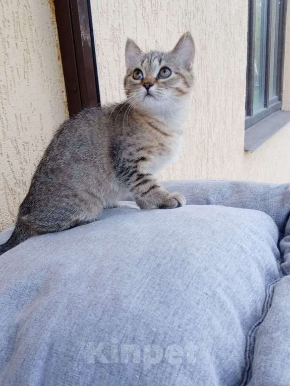 Кошки в Мытищах: Британский котёнок мальчик Мальчик, 12 000 руб. - фото 3